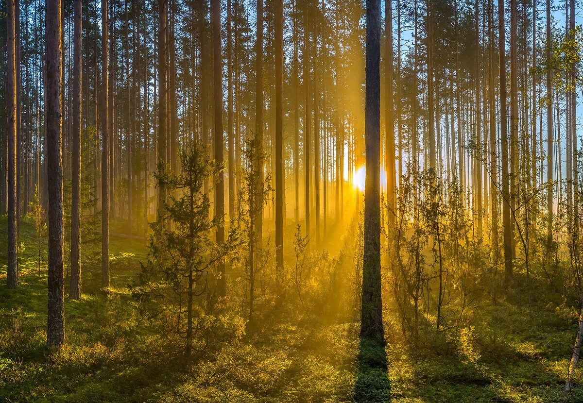 Лес в Сосновом бору 🌳