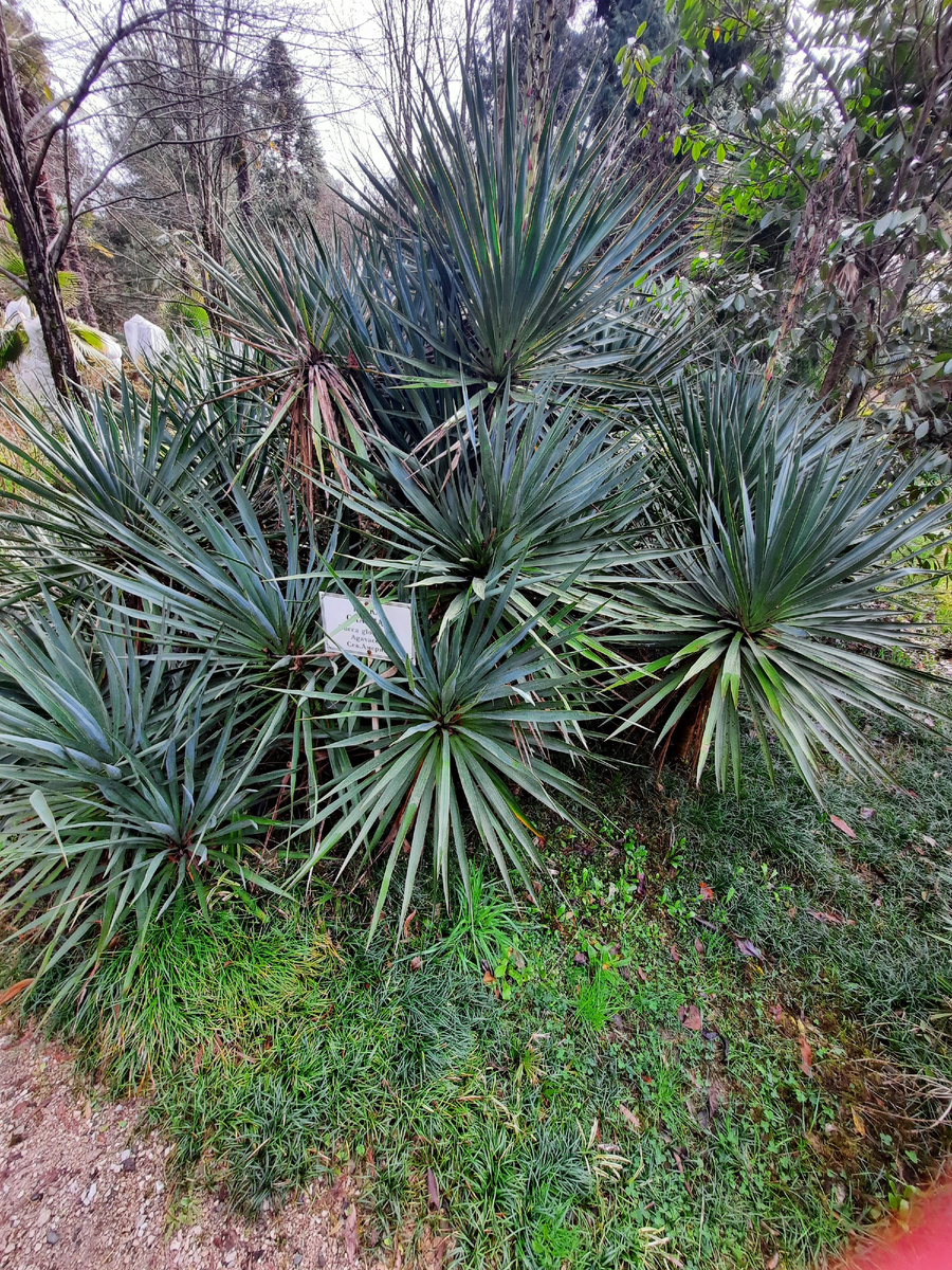 Сначала была Абхазия