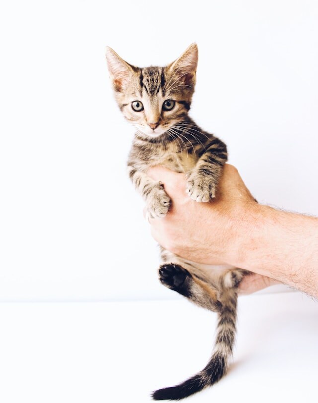Photo by The Lucky Neko on Unsplash