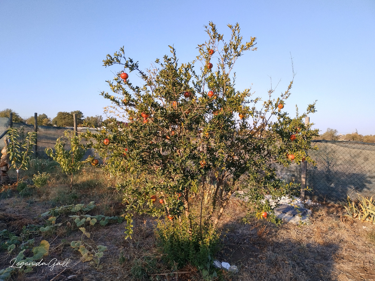 Гранат в лучах восходящего солнца 