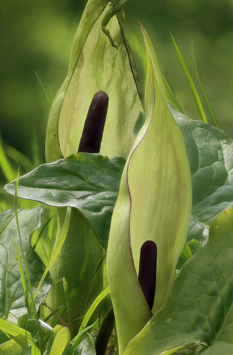 ����: janetgraham84new / Wikimedia Commons