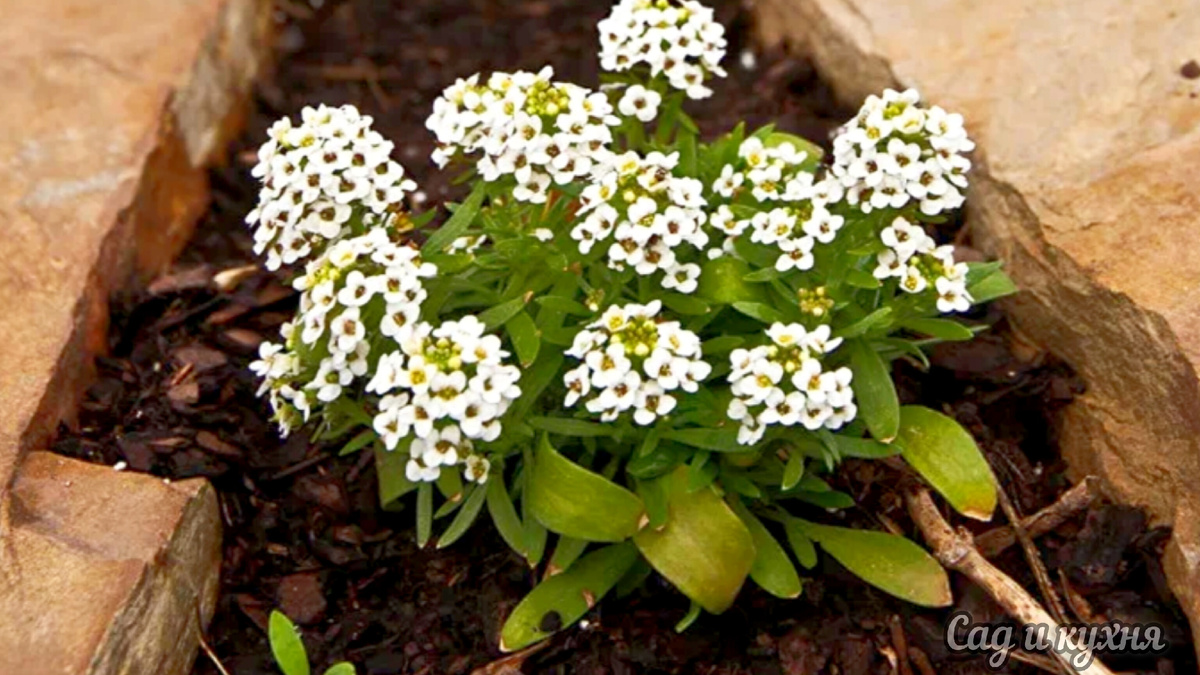 Алиссум вегетативный.