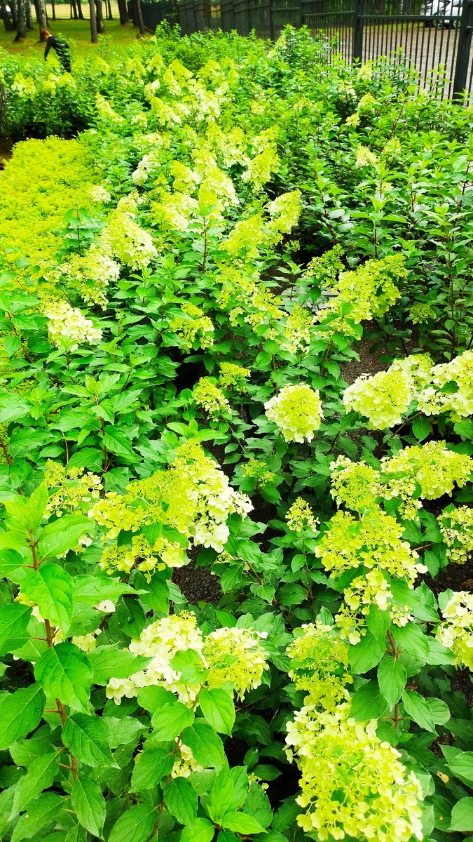 Фотография автора.