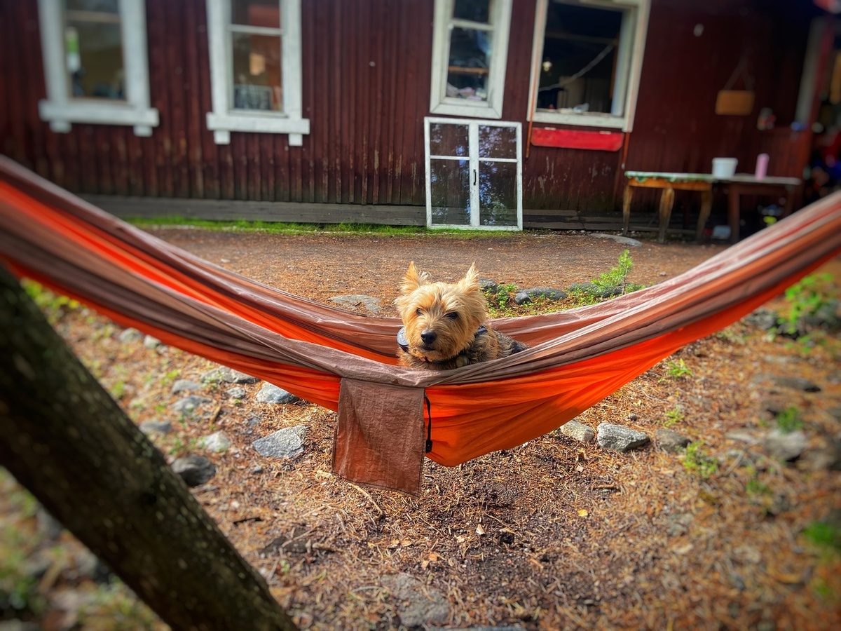 Собак тоже можно привозить на биостанцию, но под строгим контролем