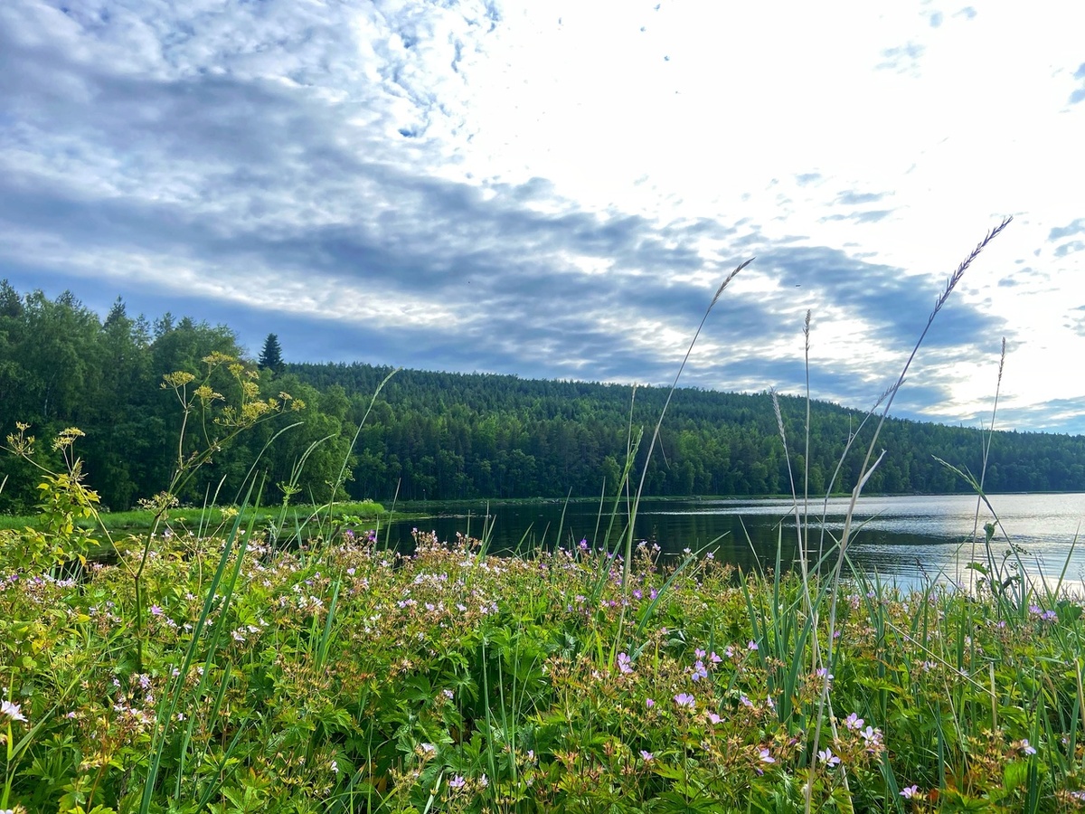 В этих лесах и располагается биостанция