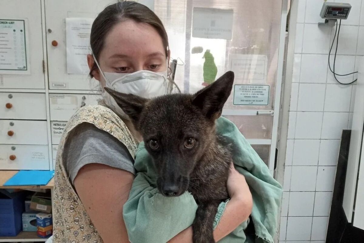 Гибрид собаки и лисы