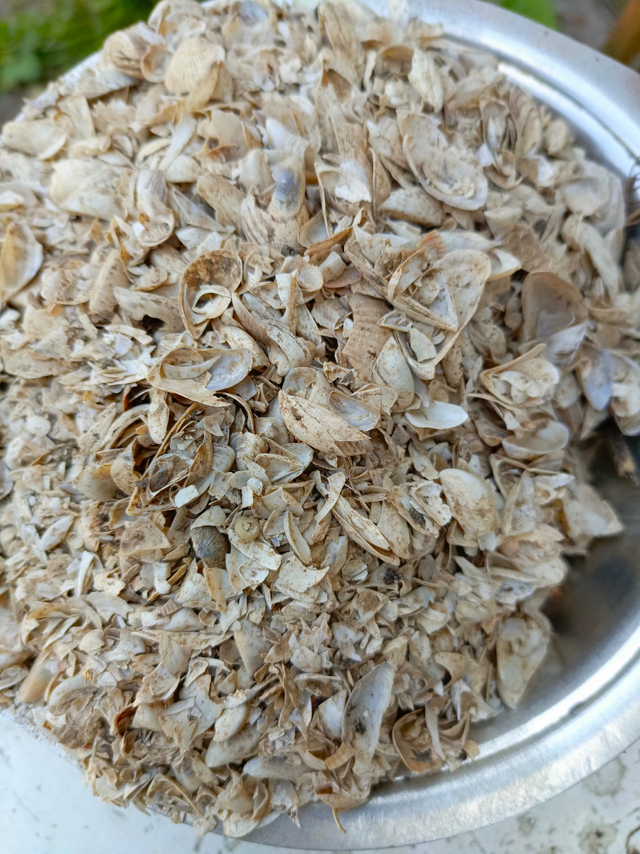 Речная ракушка фото Автора 