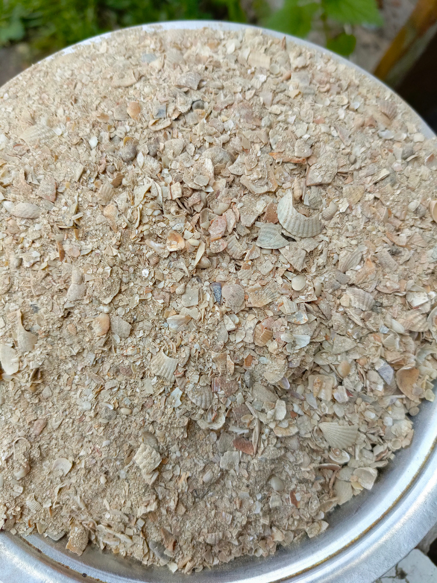 Морская ракушка фото Автора