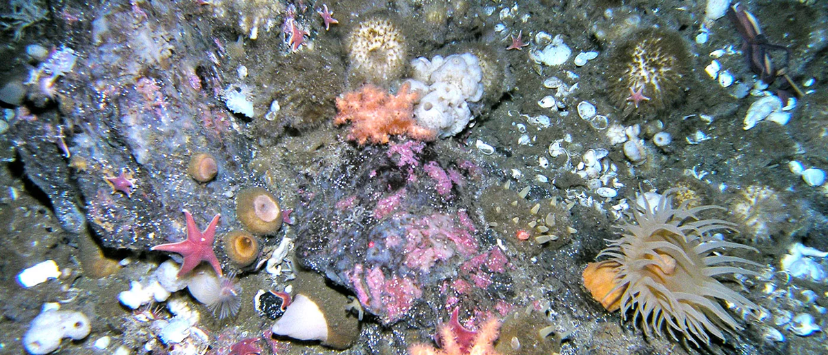 Фото с сайта: https://mlml.sjsu.edu/wp-content/uploads/2018/04/AntarcticBenthos.jpg