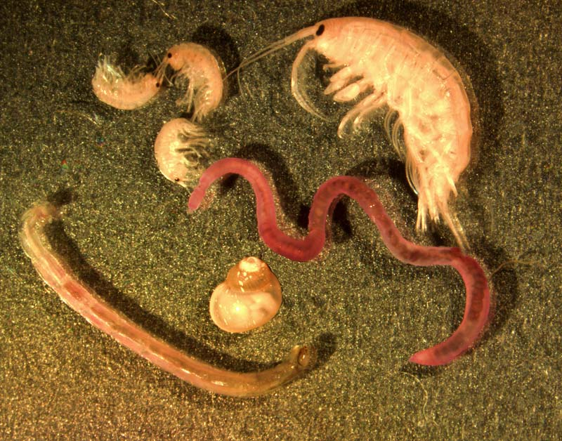 Фото с сайта: https://upload.wikimedia.org/wikipedia/commons/d/d5/Benthic_GLERL_1.jpg