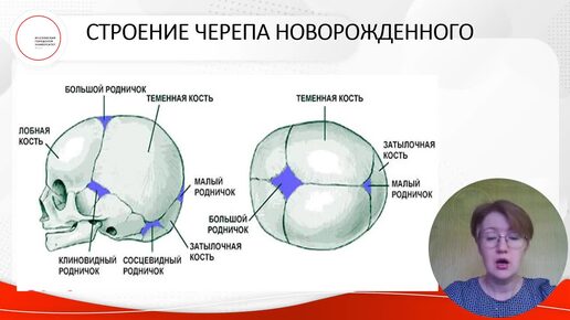 ID1224I Лекция 5 Возрастные особенности ЦНС и ВНД