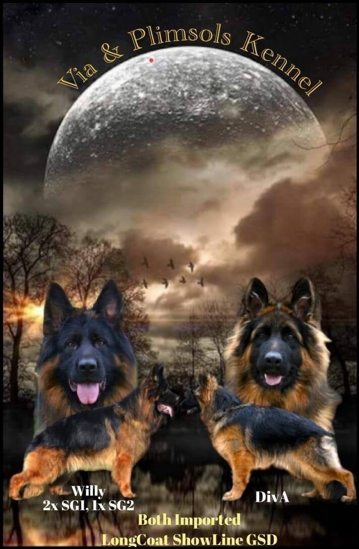 Мама и папа щенка