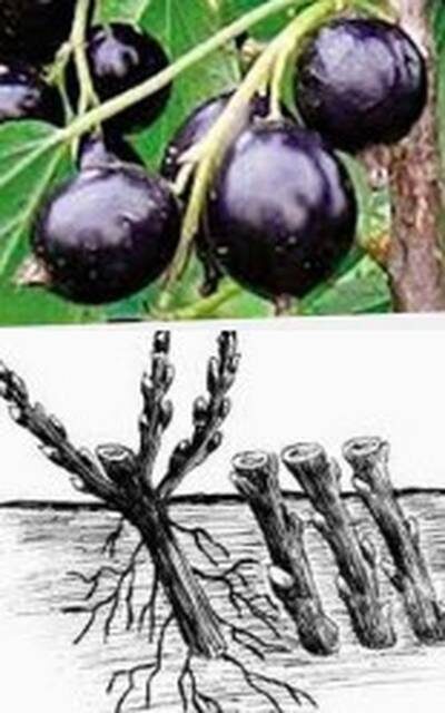 посадка черенков смородины