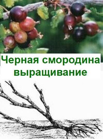 Как выращивать черную смородину