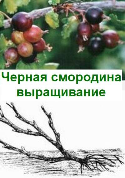 посадка саженцев смородины