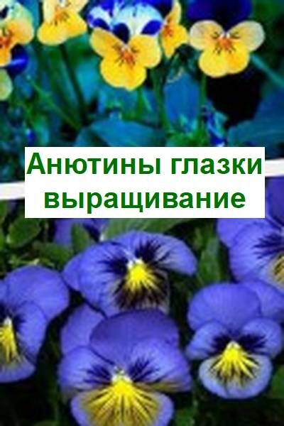 анютины глазки