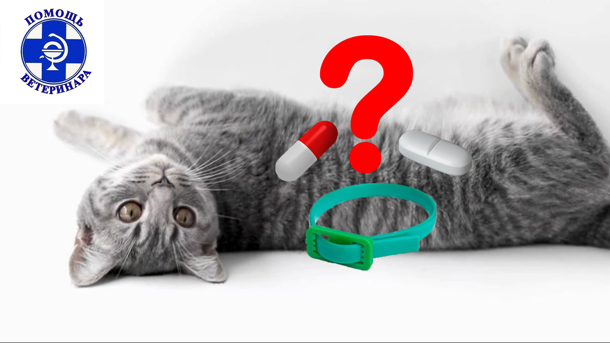 Выбирайте и используйте препараты от паразитов грамотно.