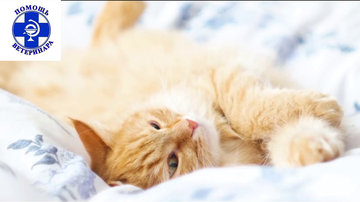 Обработайте кошку от паразитов, они опасны и для вас.