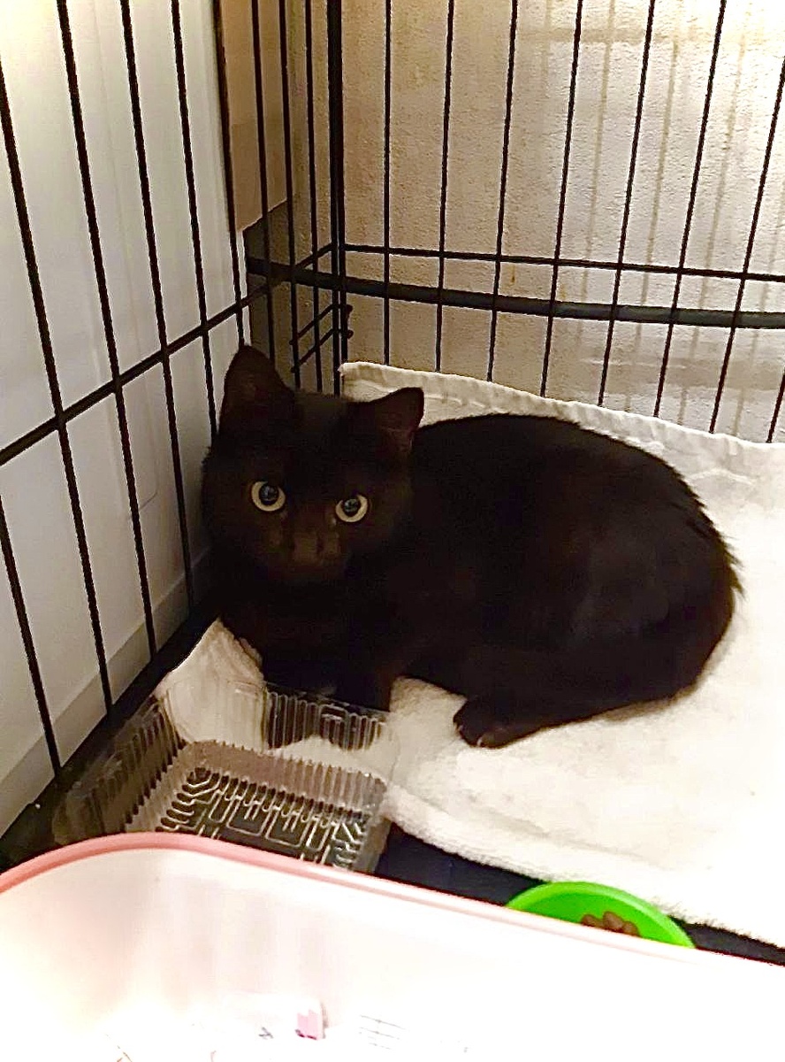 Тихон удобно расположился в клетке, жил в ней две недели, а я выбирала ему новое имя в его новой жизни.