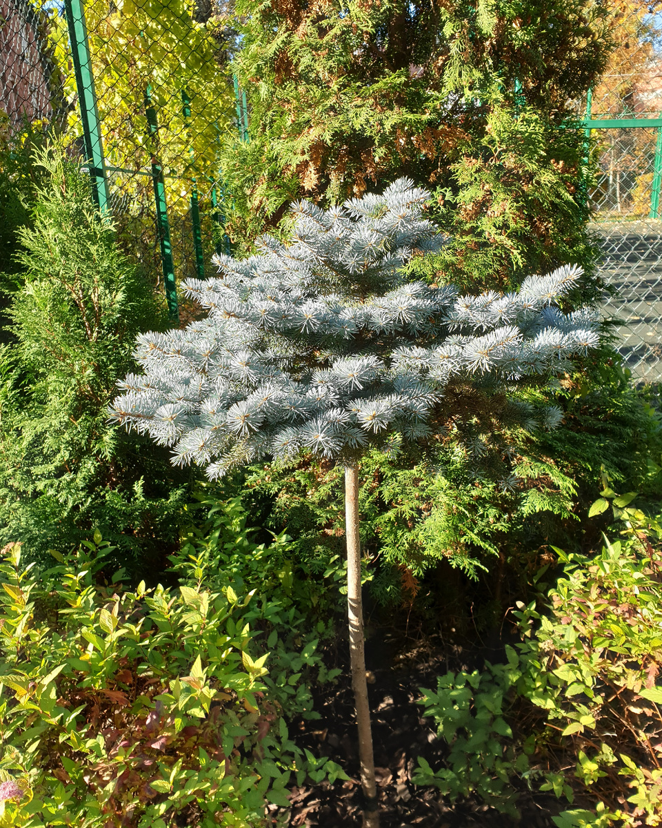 Picea pungens ‘Glauca Globosa’ на штамбе в нашем дворе.