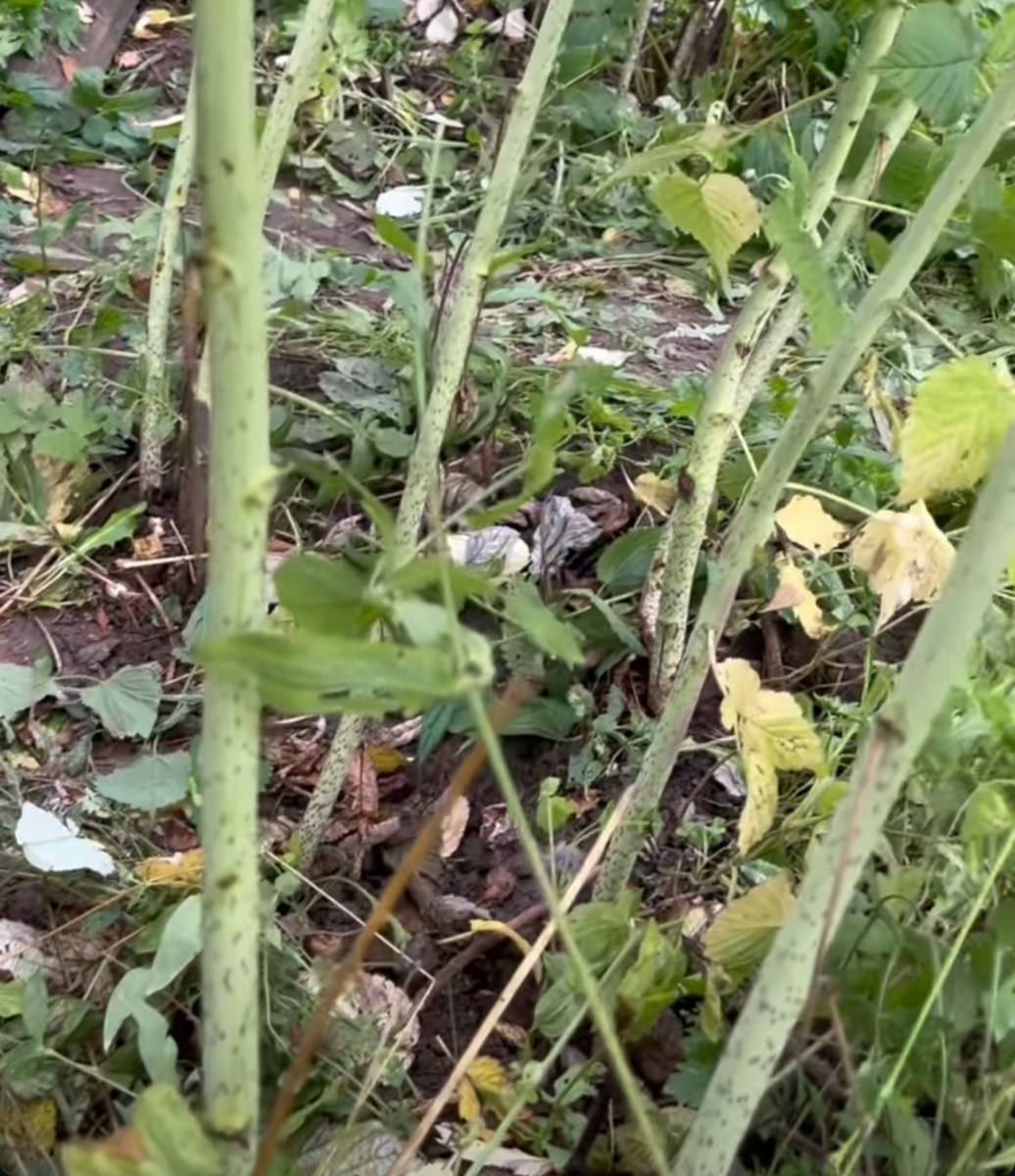 Молодые побеги малины