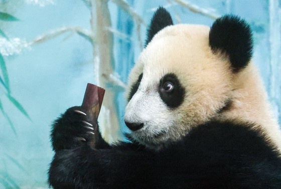    Панда Катюша