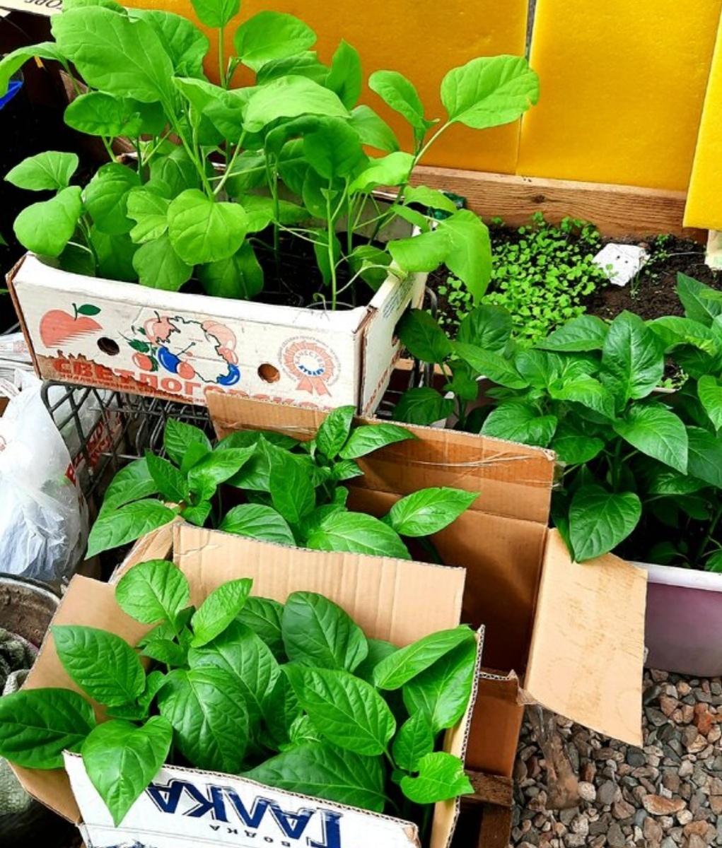 Рассада перцев и баклажанов перед высадкой в конце апреля.