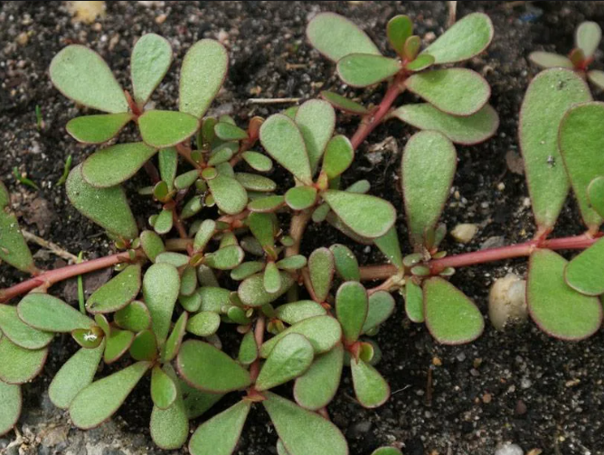 Почему портулак - волшебный сорняк, и как от него избавиться (подсказали читатели)