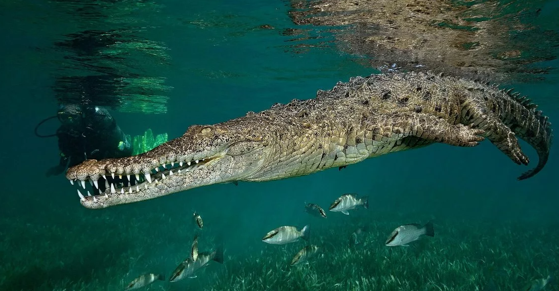 Гребнистый крокодил