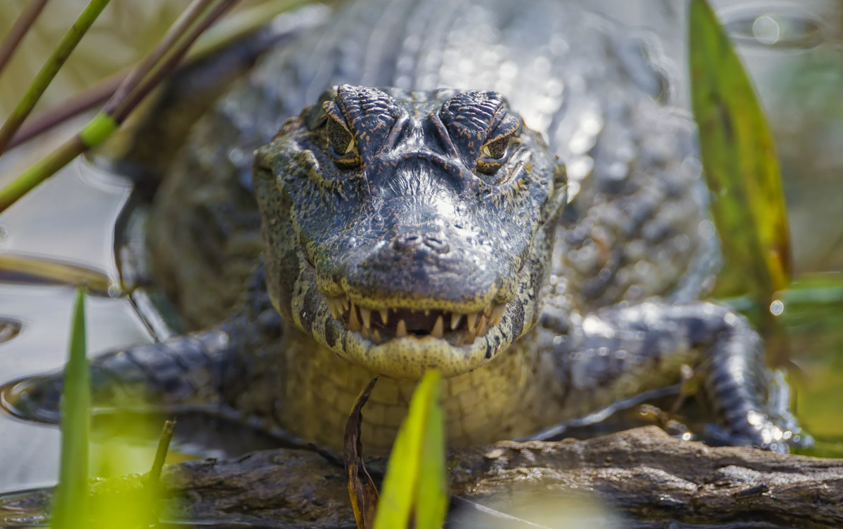 Широкомордый Кайман