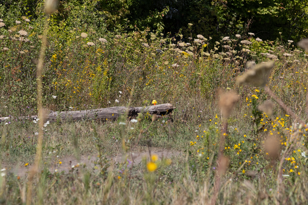 Canon EF 70-300mm f/4-5.6 IS USM кроп 1.6 70мм