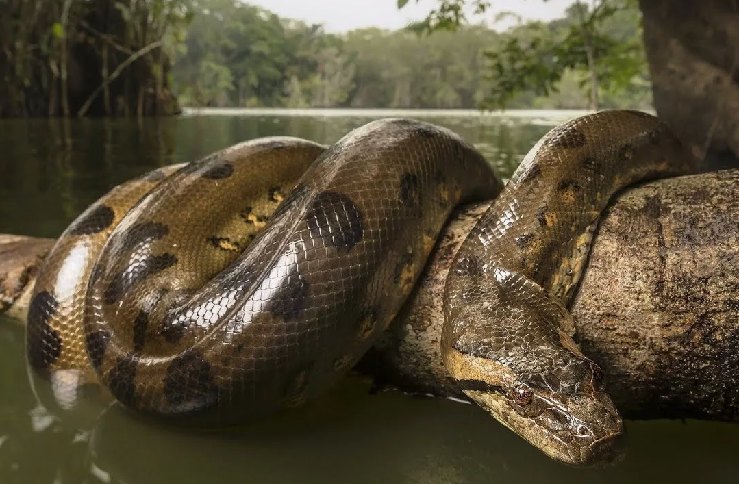 Анаконда  (Eunectes murinus)