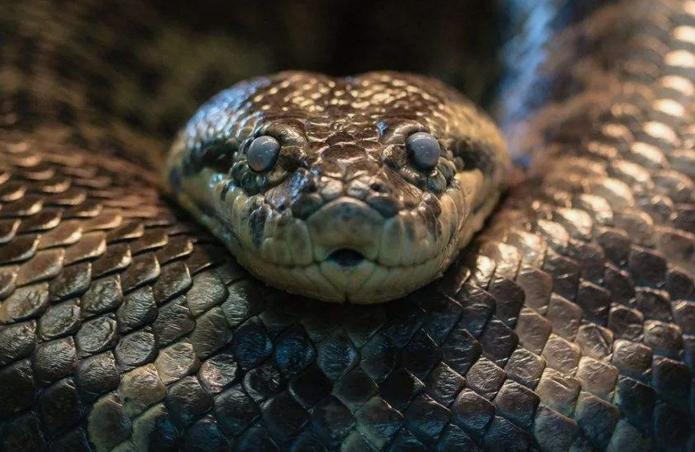 Анаконда, или гига́нтская анаконда, или обыкновенная анаконда, или зелёная анаконда (лат. Eunectes murinus)