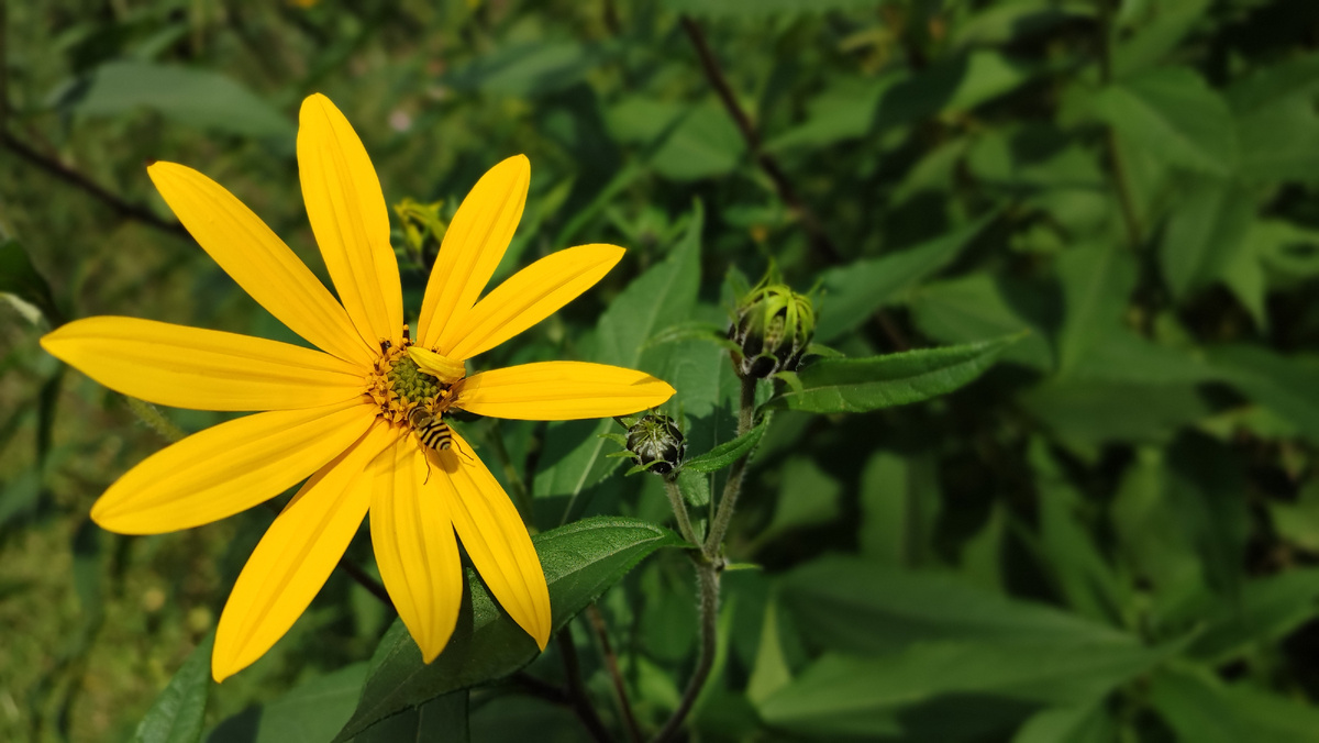 Пчелка с оттопыренными ножками )))