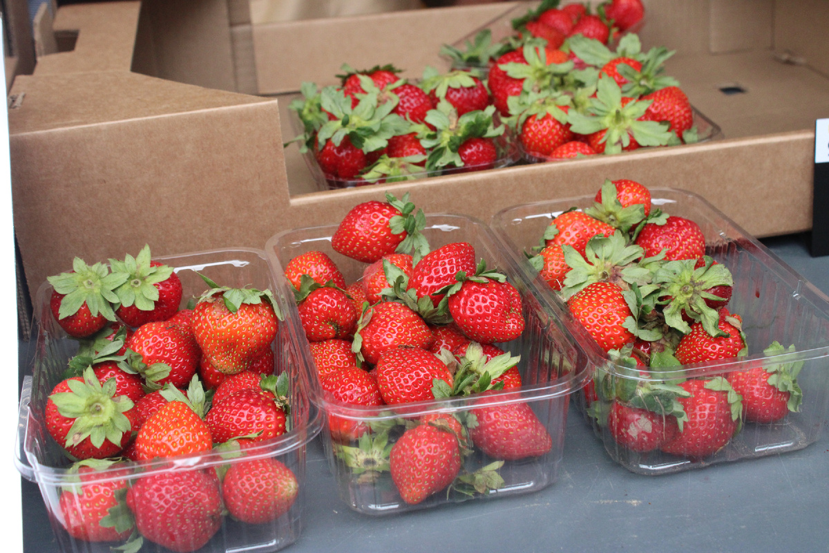 Клубника новгородская! Ее реально выращивают в Григорово