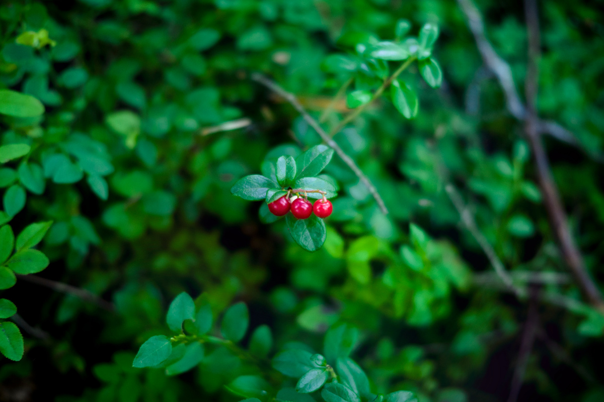 Не такое простое растение, как может показаться - оно полно мистического смысла. Фото автора.