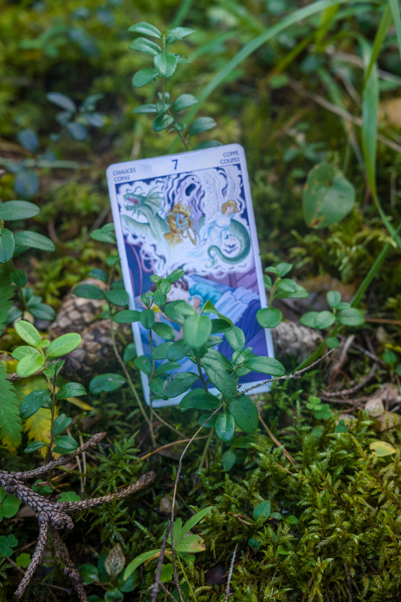На энергию растения выпала 7 Кубков - карта тайн, мистики, духовности, иллюзий, магии. Фото автора.