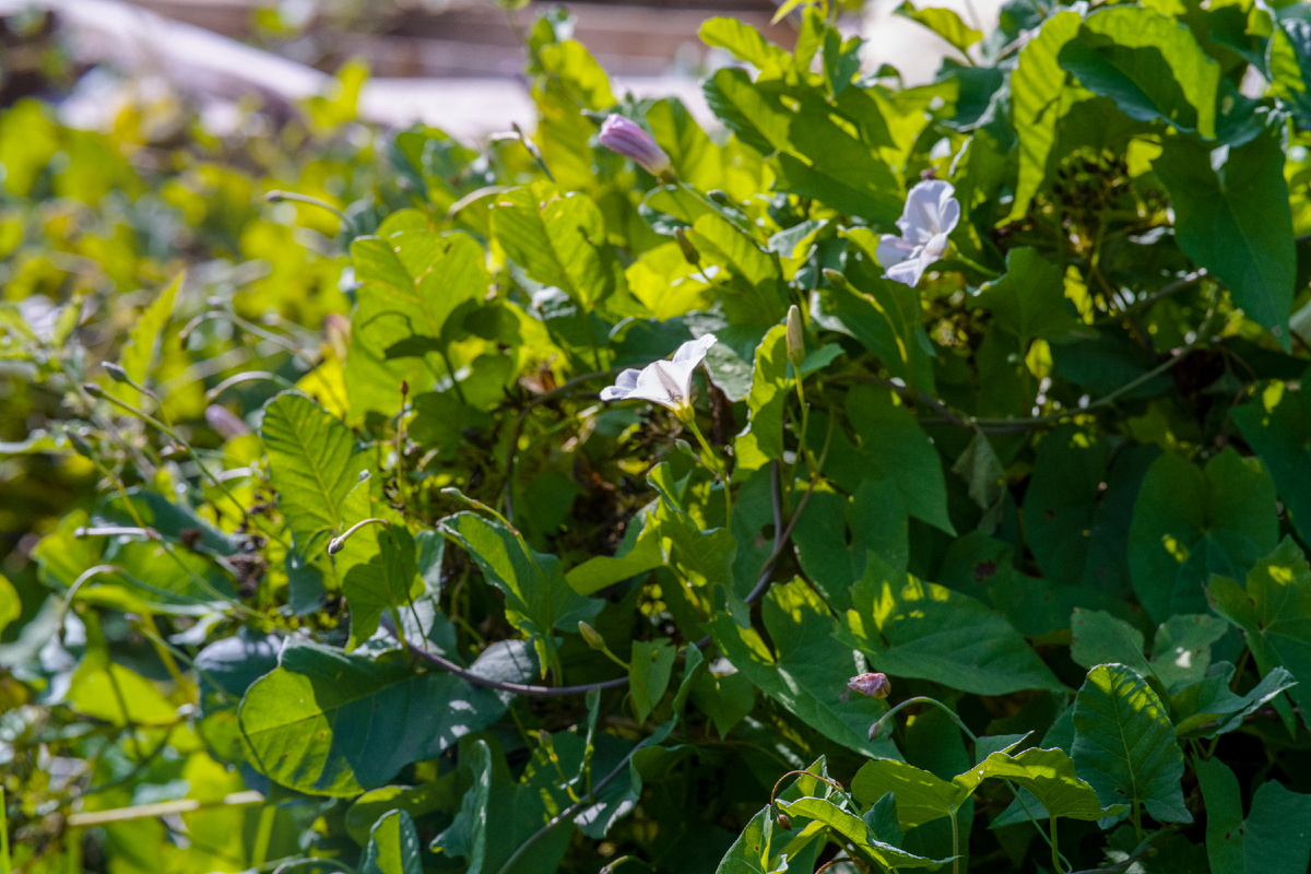Вьюнок полевой тянется к солнцу. Фото автора.