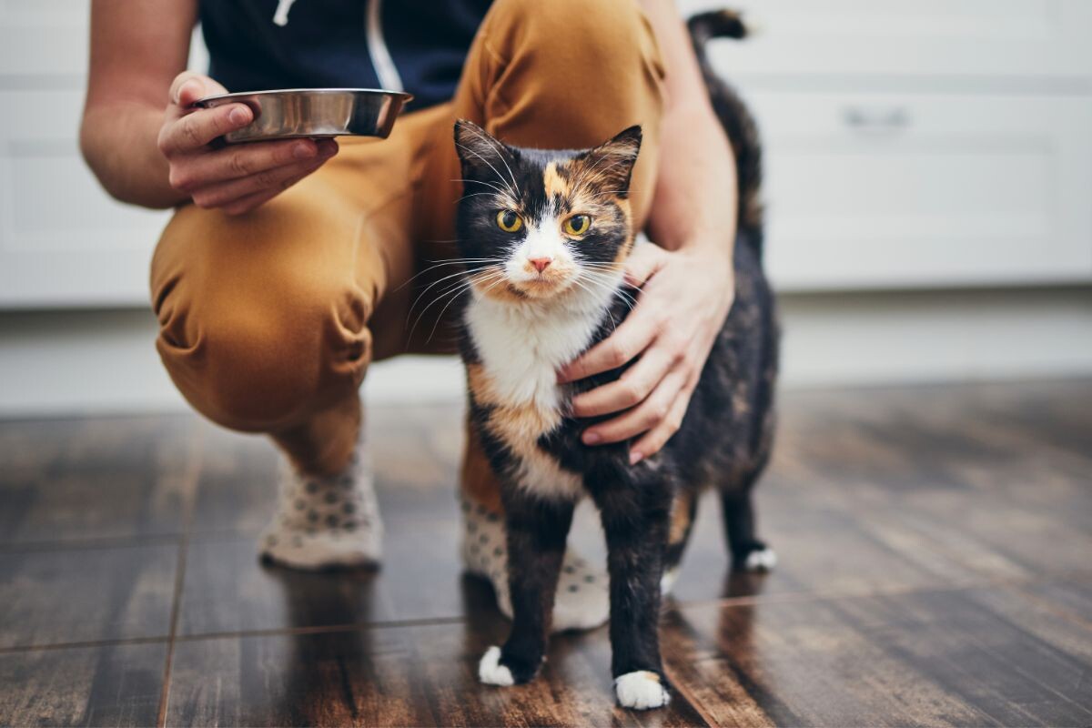 Где ставить миску для кота?