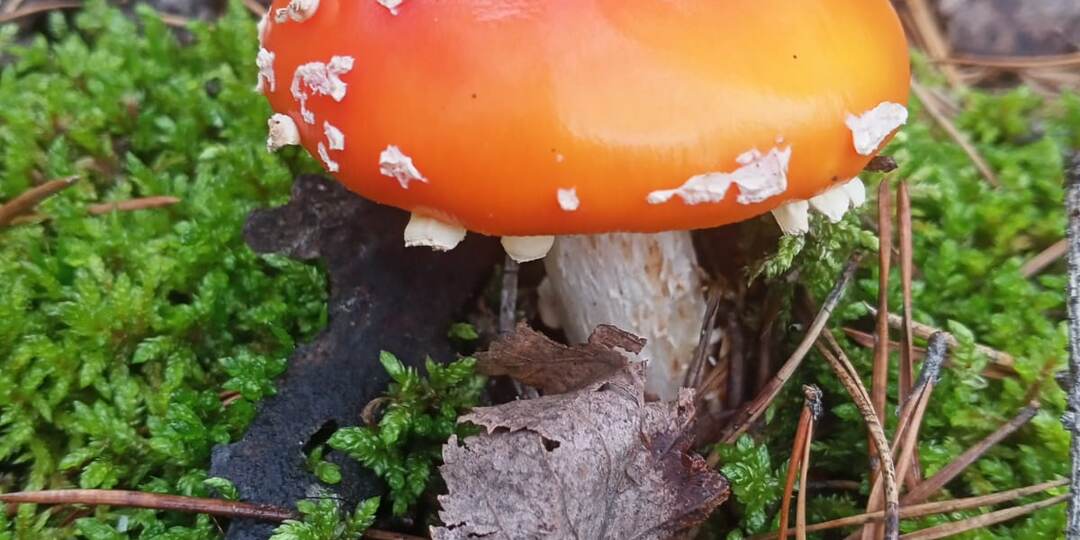 "Ведьмины гробы" Мистический рассказ. Короткий рассказ.