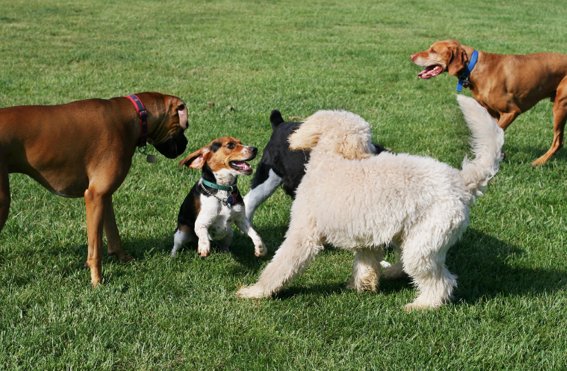 Фото из галереи Яндекса