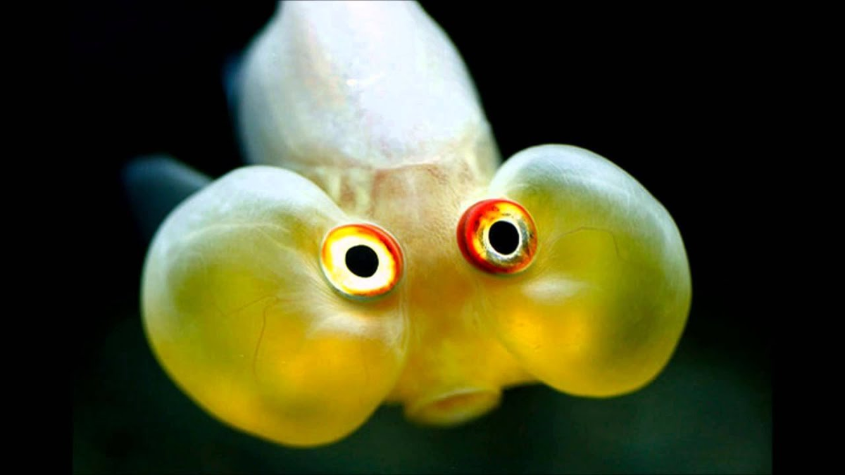 Источник Яндекс Картинки