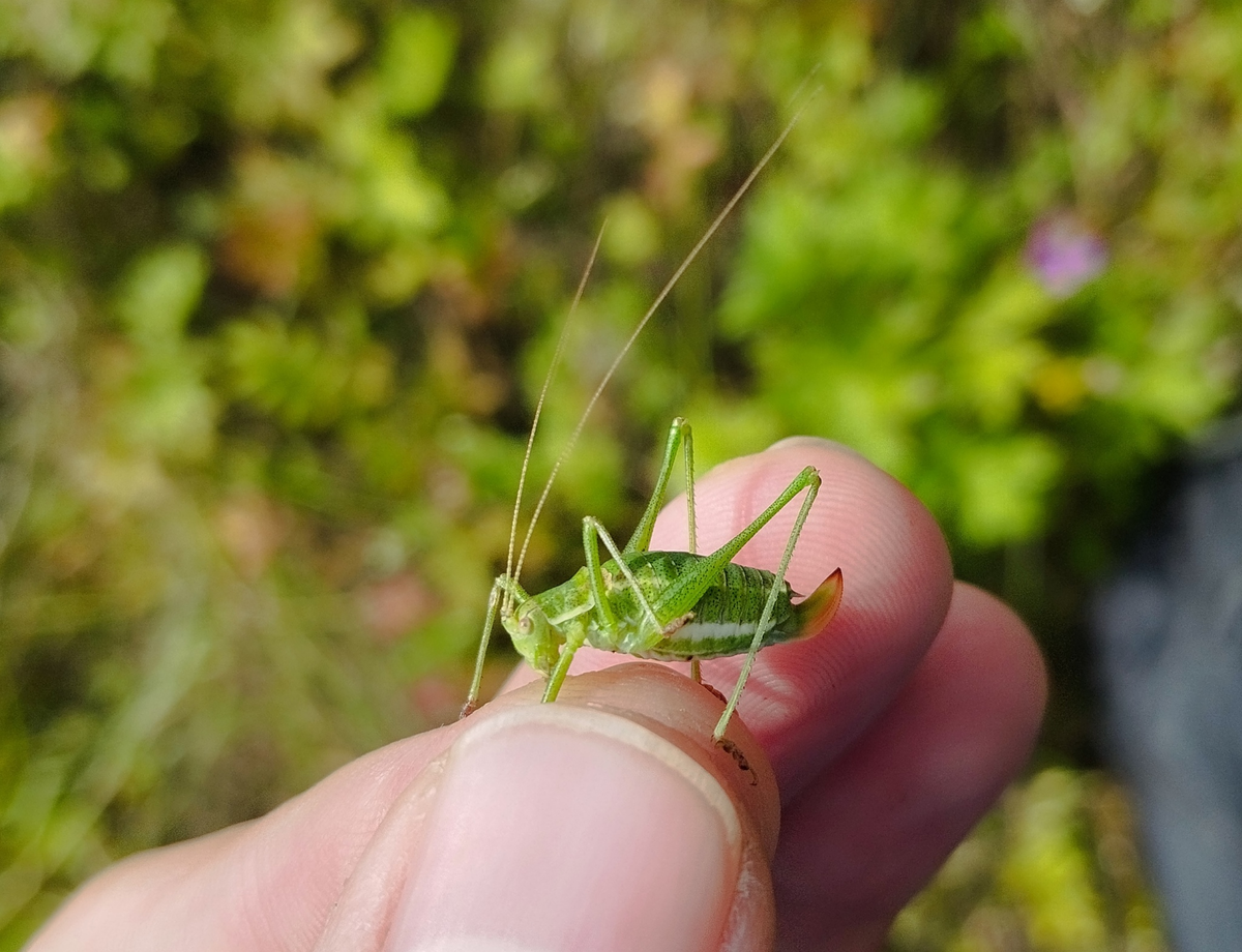 Самка Обыкновенного пластинохвоста (Leptophyes albovittata), найденная мной в областной части нац. парка "Лосиный остров".