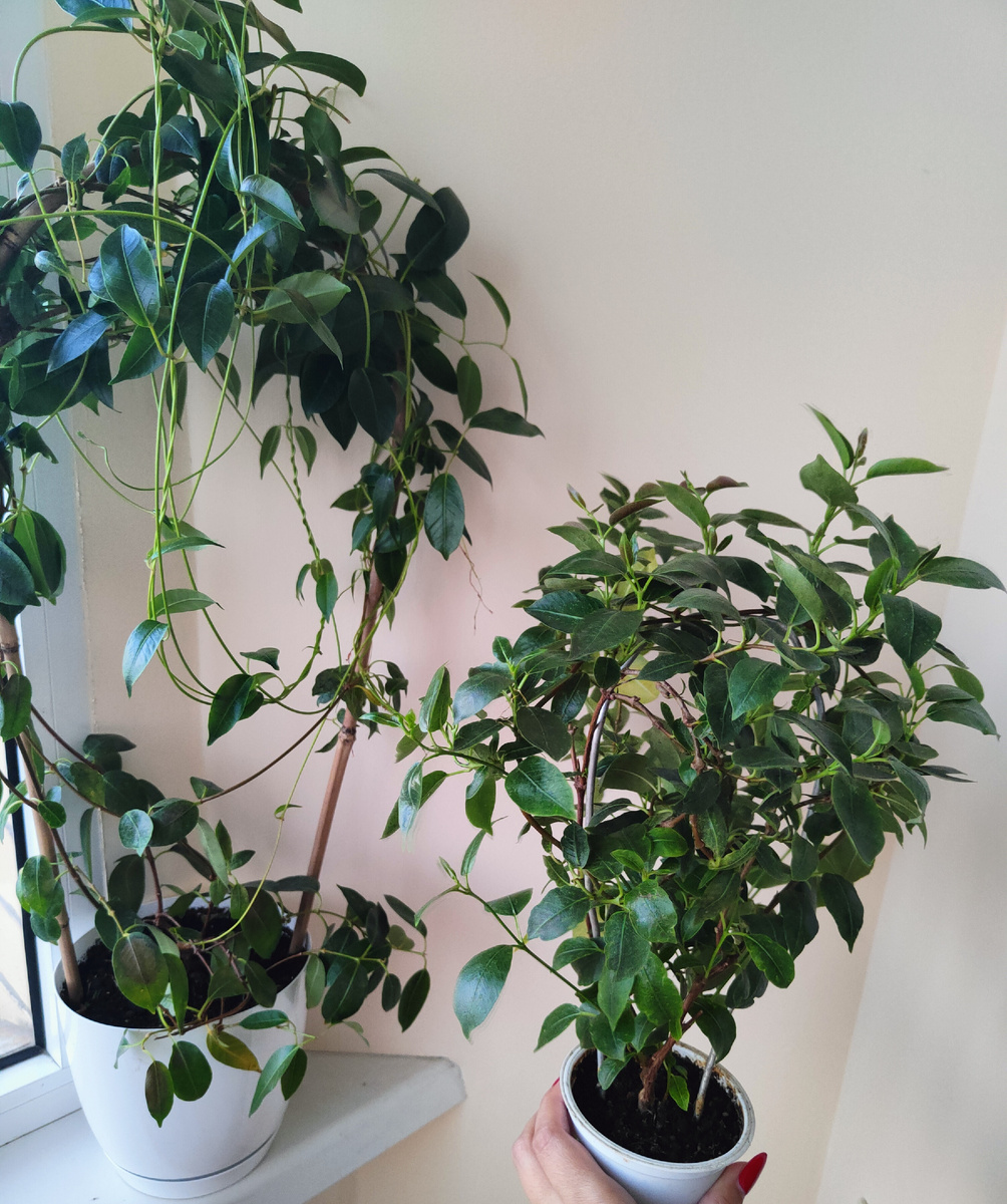 Первый "тенистый", второй компактный "тепличный"