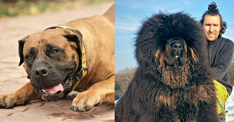 Такой запросто сразится с любым врагом