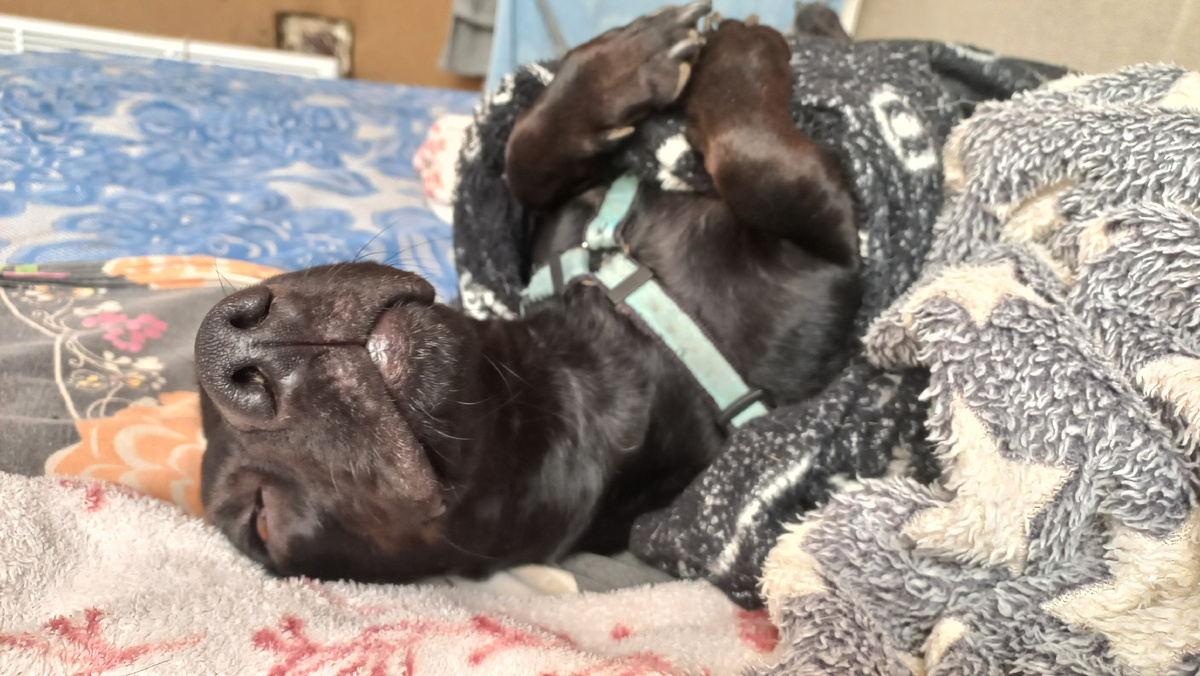 Вот так спит Сириус. Это и другие фото в статье сделаны автором и принадлежат ему на условиях авторского права