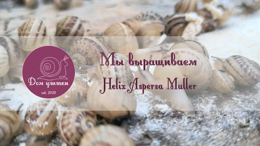 Знакомство. Дом Улитки. Helix Aspersa Muller. Улиточная ферма в Подмосковье. Живая улитка в подмосковье.