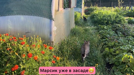 Один день с Васей и Марсиком😁