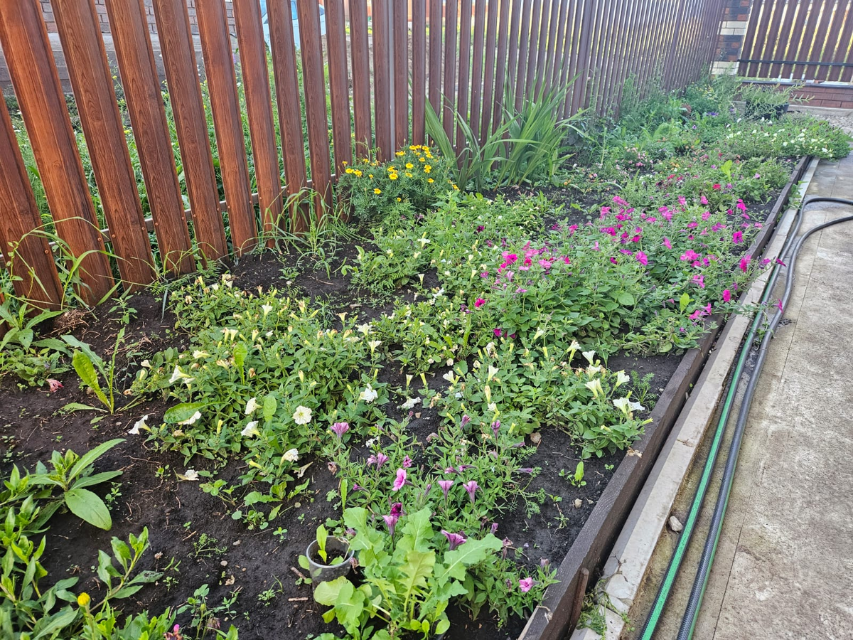 И петунии и калибрахоа на этой клумбе в ужасном состоянии. Как говорится, "обнять и плакать"