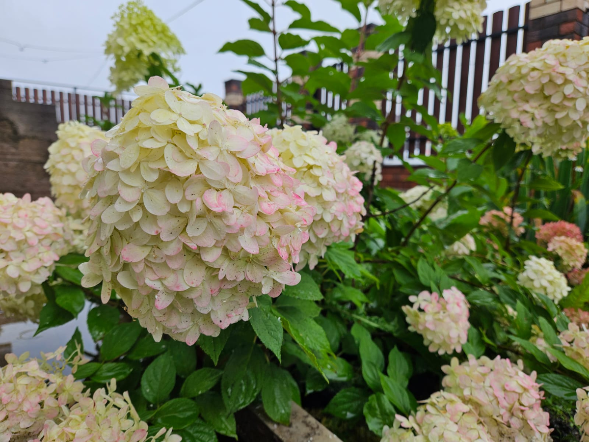 Наша Lime light возле дома. Красивая, но разваливается даже когда сама по себе небольшая